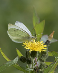 Pieris rapae