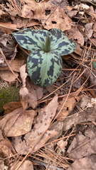 Trillium cuneatum