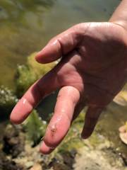 Amphipholis squamata