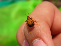 Agomadaranus pardalis