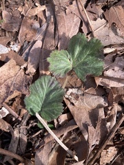 Geum laciniatum