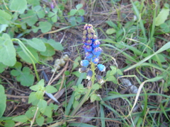 Bellevalia dubia boissieri