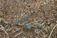 Artemisia xerophytica