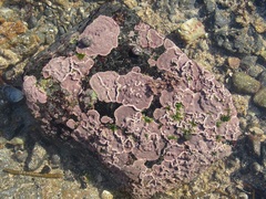 Lithophyllum incrustans