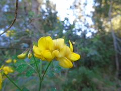 Hippocrepis emerus emeroides