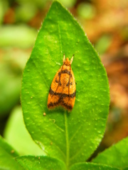 Periacma delegata