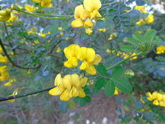 Hippocrepis emerus emeroides