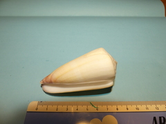 Conus coelinae