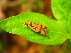 Periacma delegata