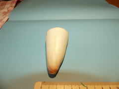Conus coelinae