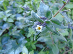 Alkanna corcyrensis