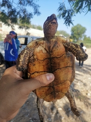 Rhinoclemmys rubida rubida