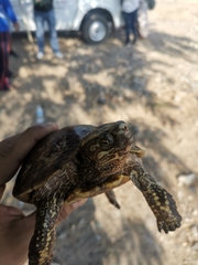 Rhinoclemmys rubida rubida