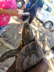 Rhinoclemmys rubida rubida