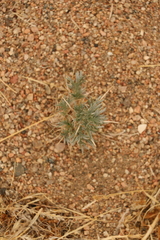 Oxytropis aciphylla