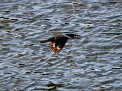 Megaceryle torquata