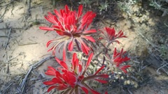 Castilleja scabrida scabrida