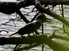 Megaceryle torquata