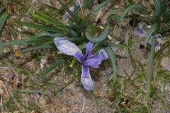 Iris lactea