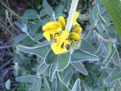 Phlomis fruticosa