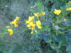 Hippocrepis emerus emeroides