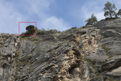 Juniperus pseudosabina