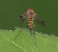 Chrysopilus modestus