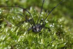 Mitostoma chrysomelas