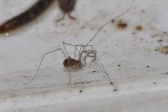 Mitostoma chrysomelas