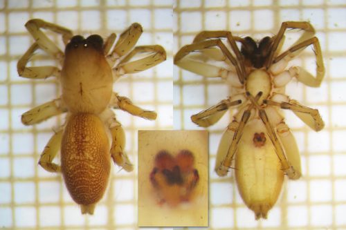 Clubiona terrestris