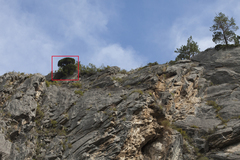 Juniperus pseudosabina