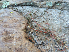 Portulaca suffrutescens