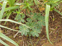 Lupinus micranthus