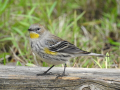 Setophaga coronata coronata × auduboni