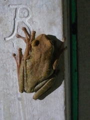 Osteocephalus omega