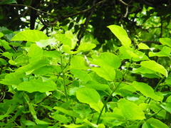 Cyrestis thyodamas mabella