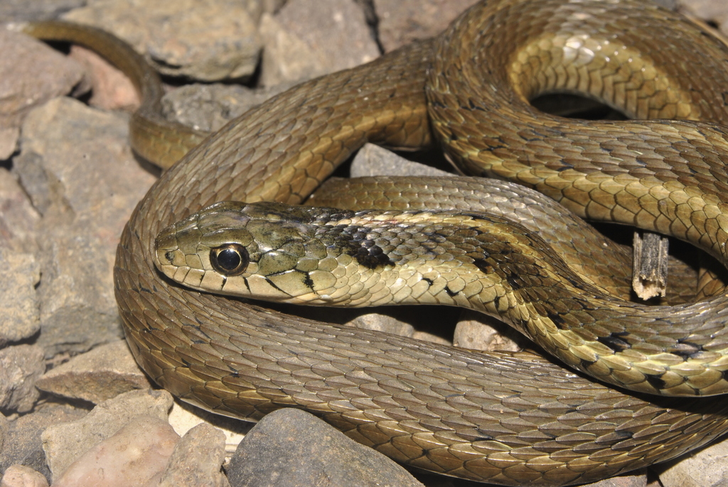 Highland Garter Snake