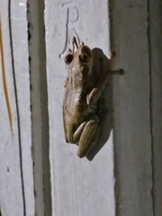 Osteocephalus omega