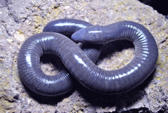 Dermophis mexicanus