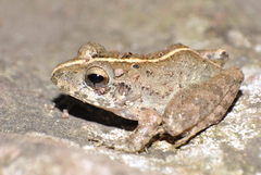 Craugastor laevissimus