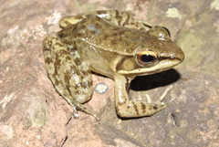 Lithobates maculatus