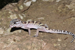 Coleonyx mitratus