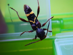 Cyrtoclytus caproides