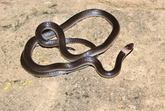 Enulius flavitorques