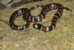 Pliocercus elapoides