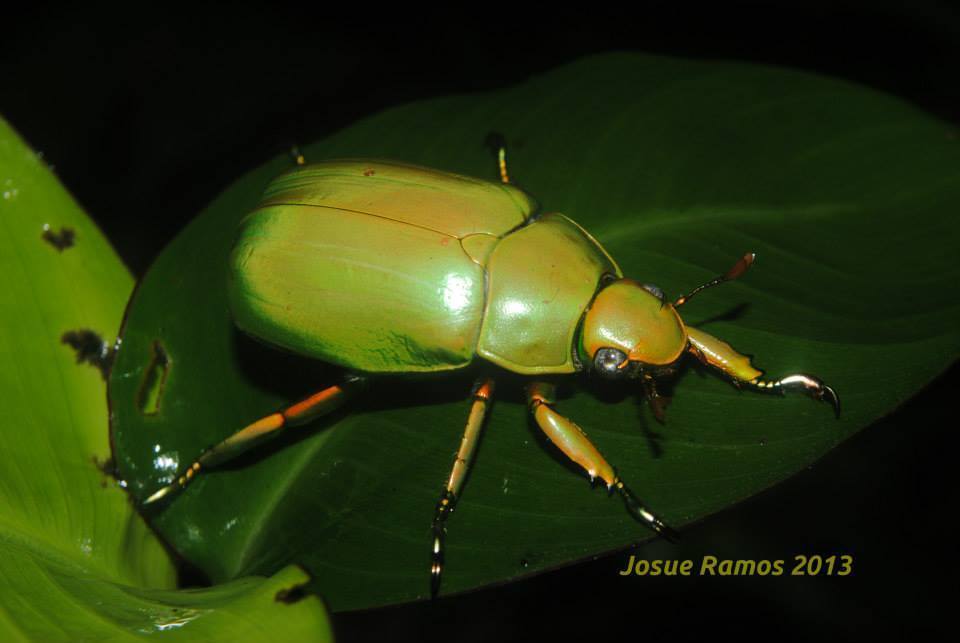 Chrysina karschi