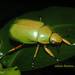 Chrysina karschi - Photo 由 Josue Ramos Galdamez 所上傳的 (c) Josue Ramos Galdamez，保留部份權利CC BY-NC