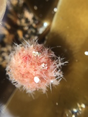Boltenia echinata