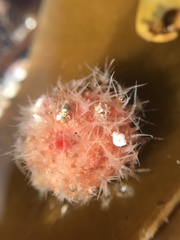 Boltenia echinata