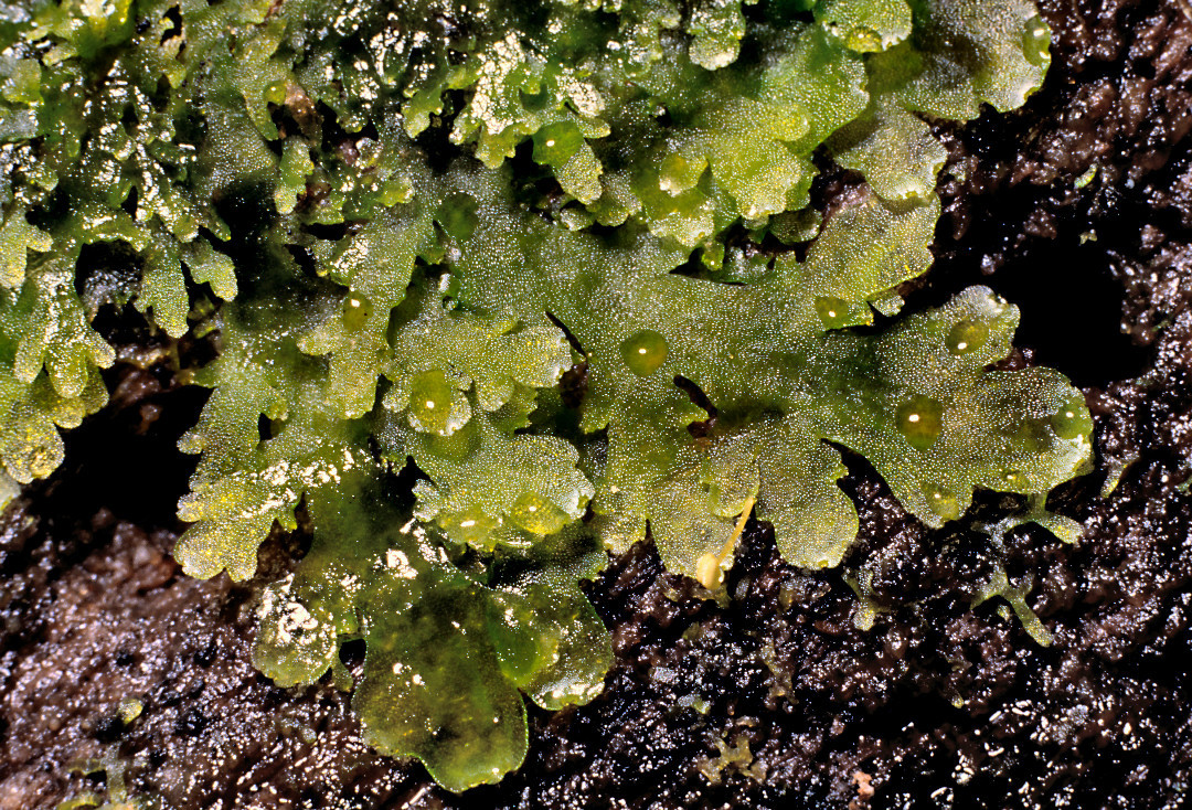 Riccardia